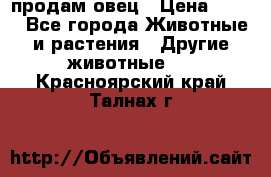  продам овец › Цена ­ 100 - Все города Животные и растения » Другие животные   . Красноярский край,Талнах г.